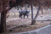 A wild boar wanders through a park in İzmir, surrounded by autumn trees.