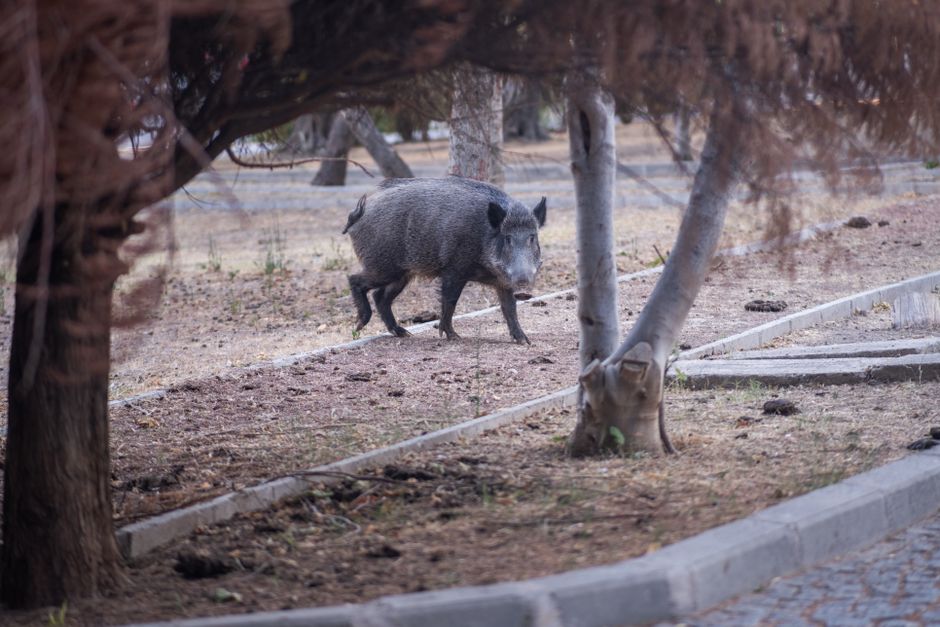 A wild boar wanders through a park in İzmir, surrounded by autumn trees.