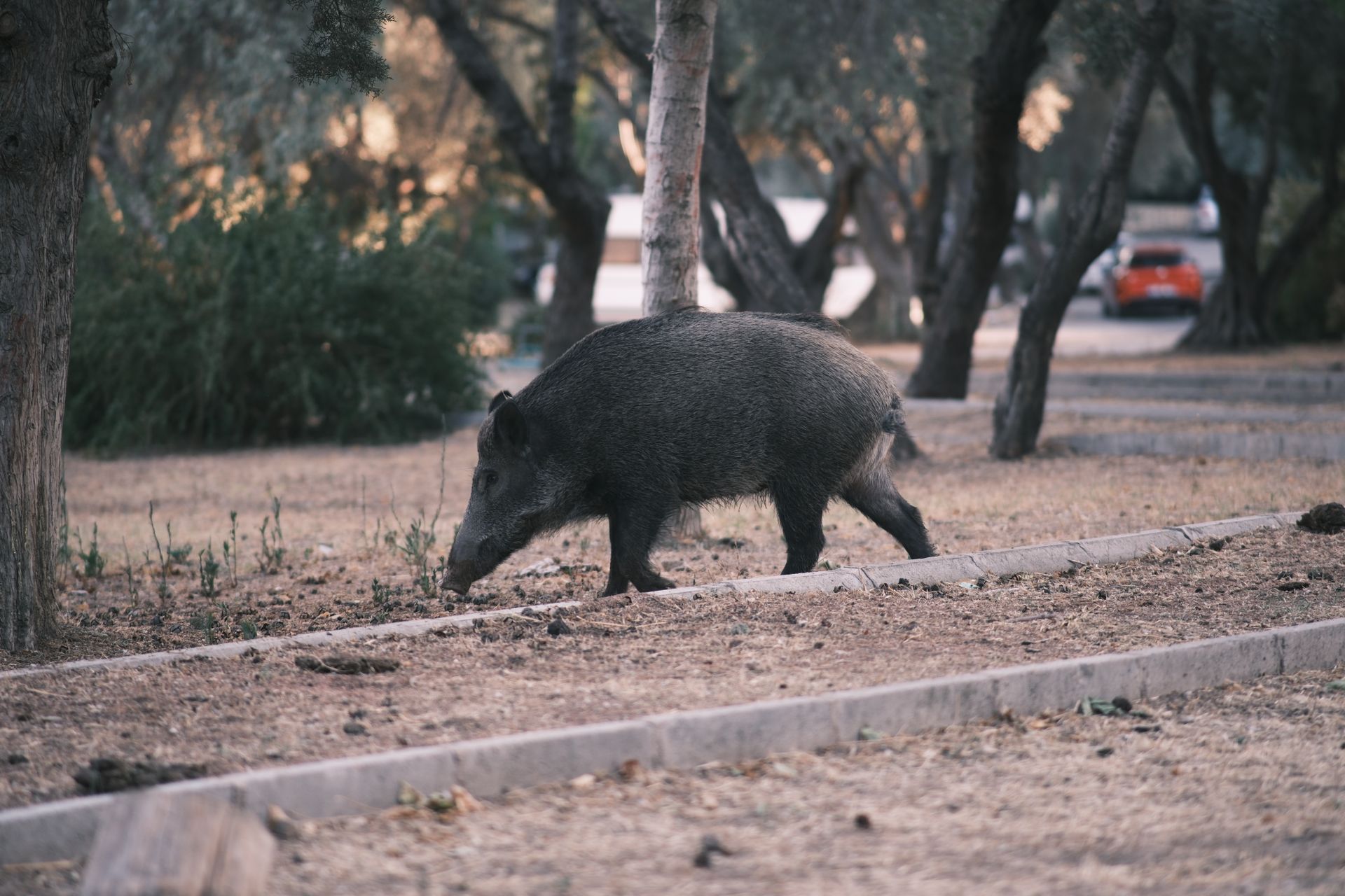 A wild boar strolling through an urban park in İzmir, Türkiye, providing a unique natural encounter.