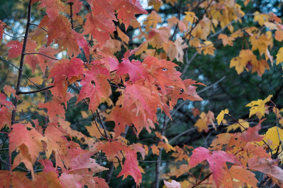 Free stock photo of autumn color, autumn colors, autumn leaves