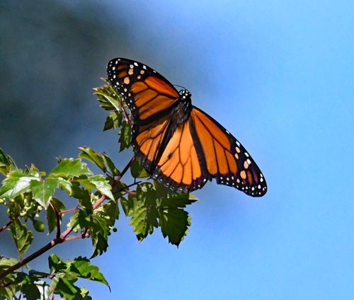 Free A monarch butterfly rests on a leaf, showcasing vibrant colors against a clear blue sky in Decatur, Alabama. Stock Photo