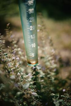 A rain gauge surrounded by herbs in a sunny garden setting.
