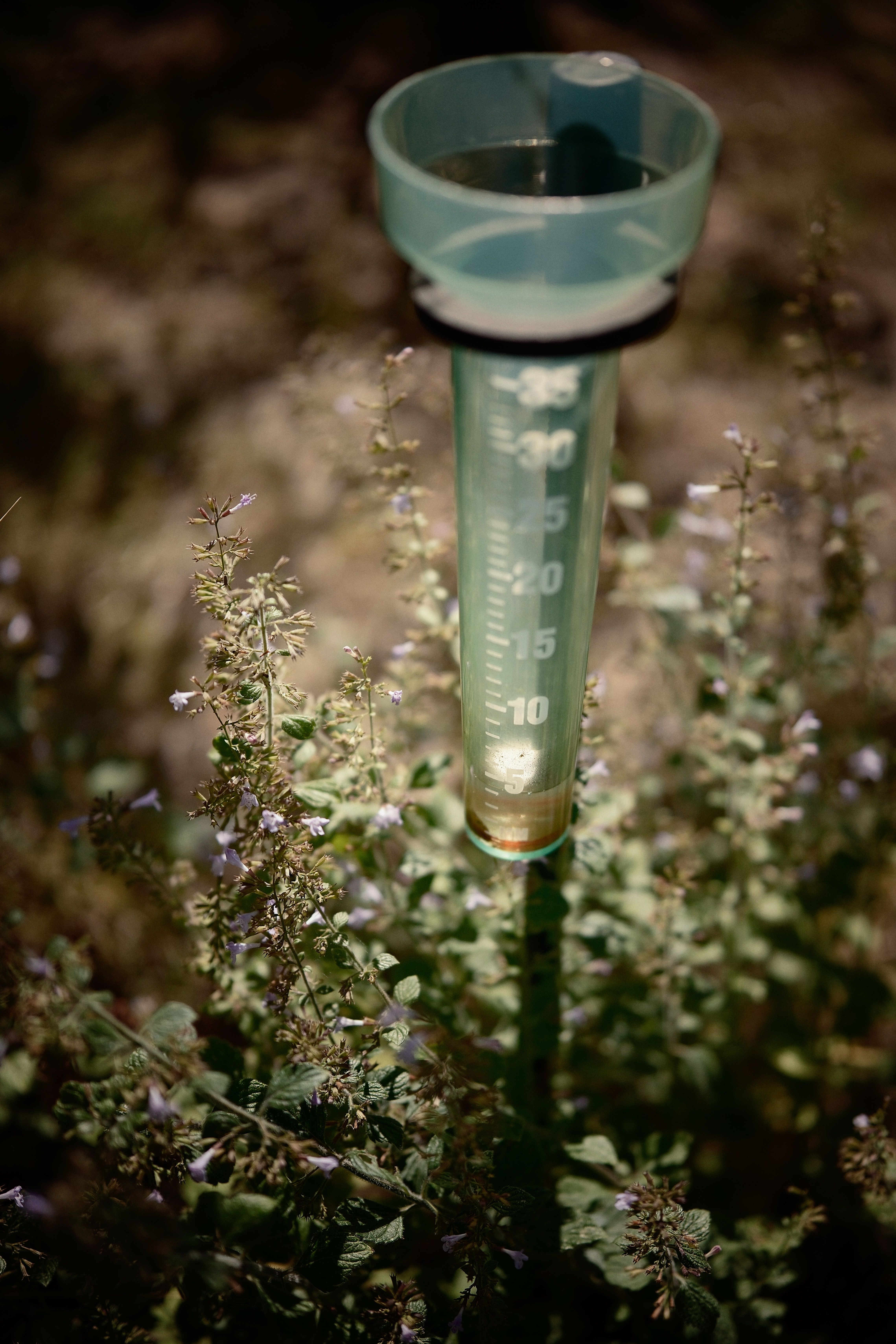 rain gauge measuring rainfall