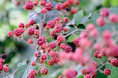 Free Vibrant close-up of ripening blackberries on a vine in natural setting. Stock Photo