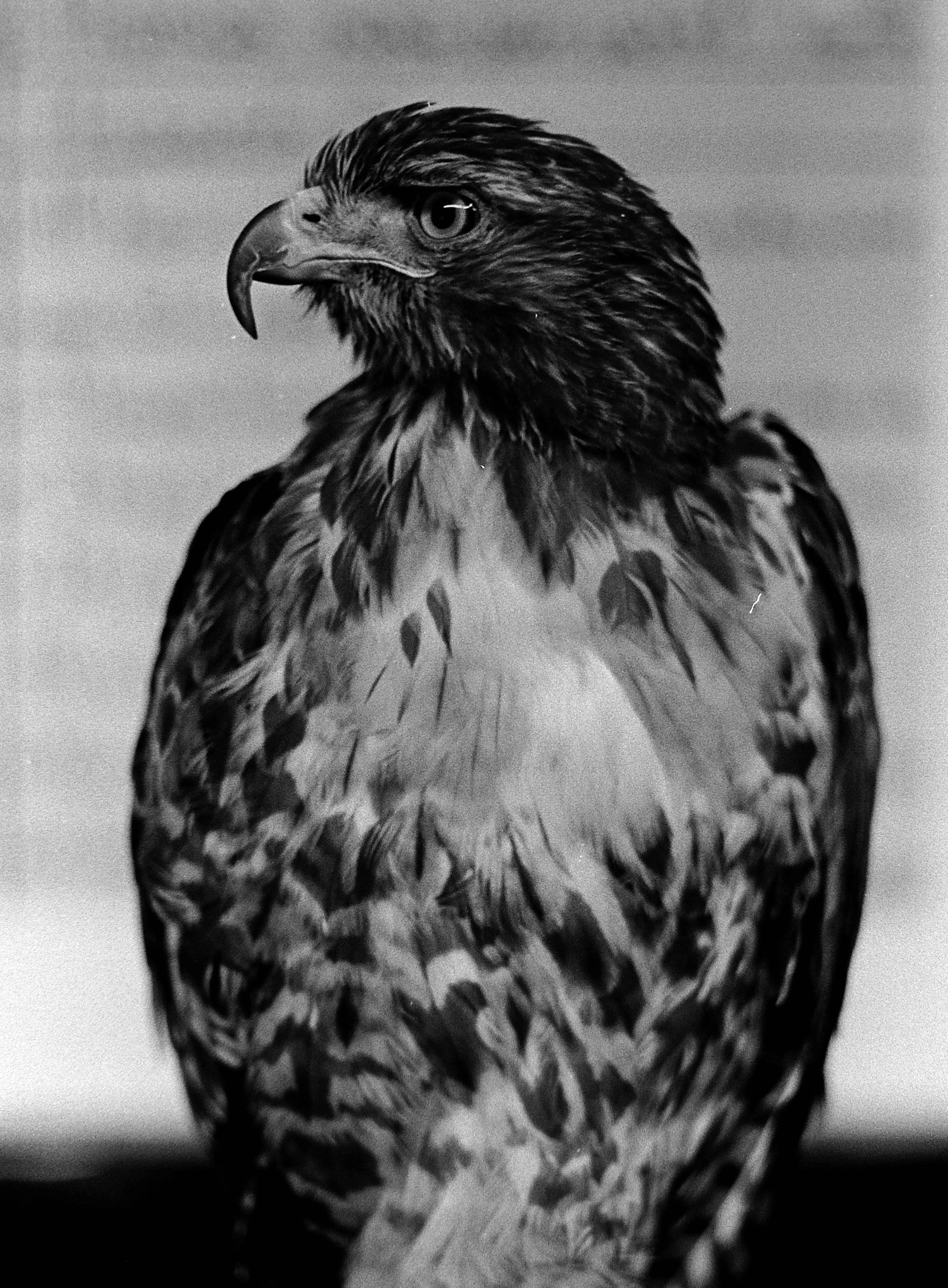 A striking black and white portrait of a hawk showcasing its powerful features and intense gaze.