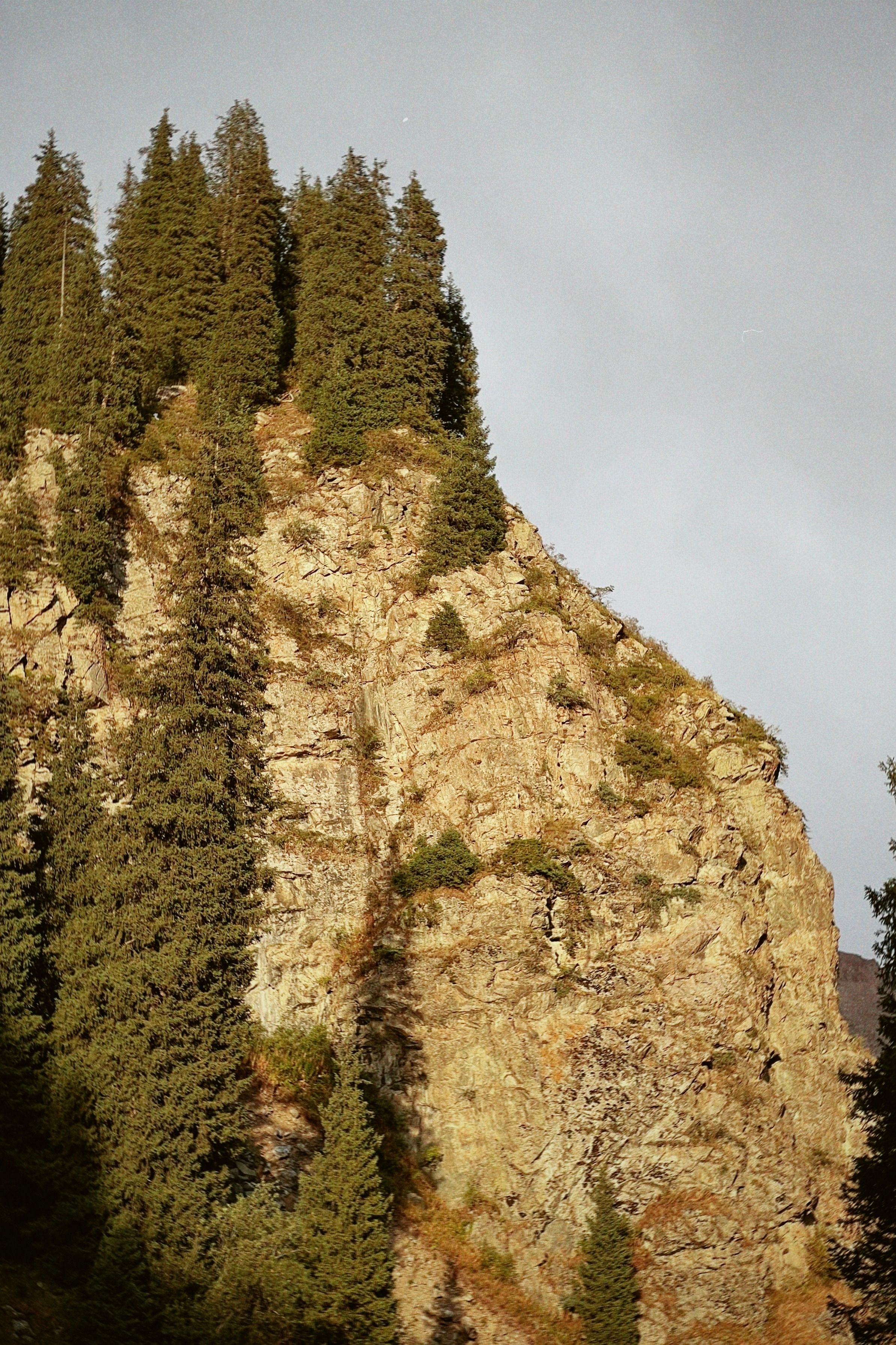 Scenic pine-covered rocky cliff in Alma-Arasan, Almaty, Kazakhstan, during the day.