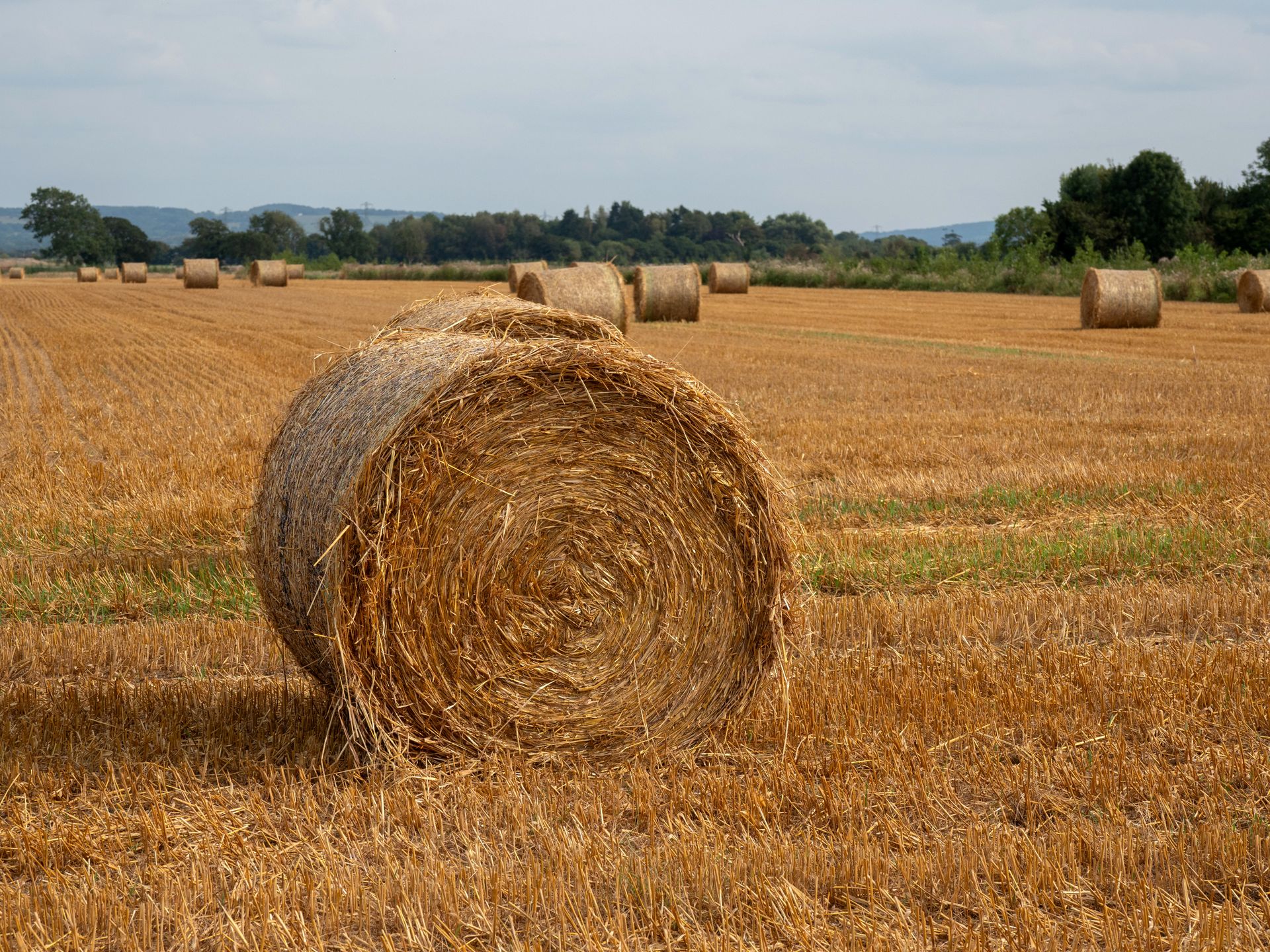 Hay bales