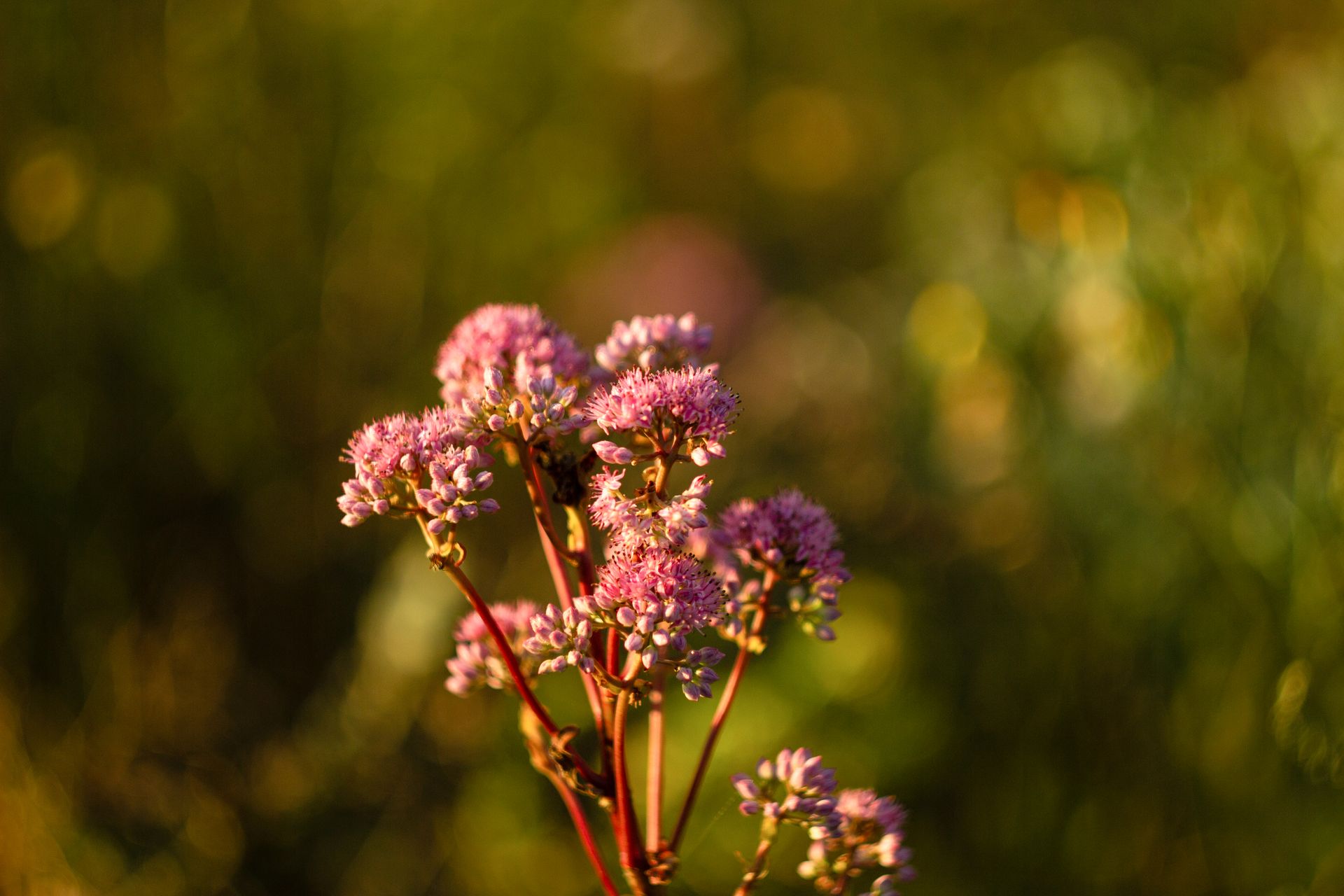 Vibrant pink Sedum flowers in focus with a warm blurred background, captured on a sunny day.