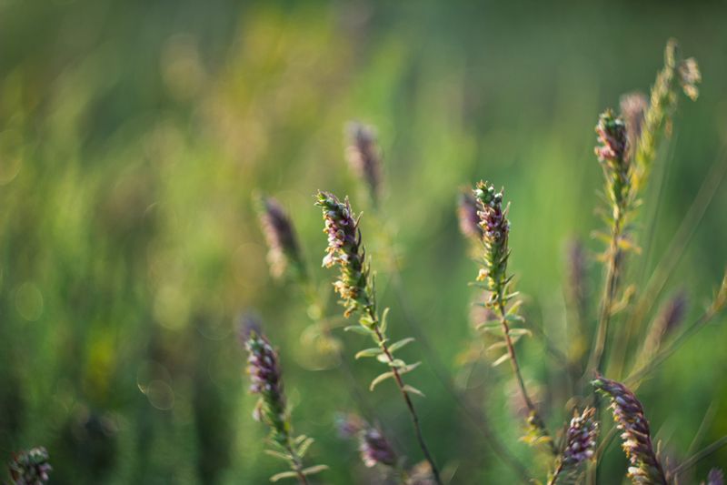 Wildflowers in a summer meadow, photo by Elena Klimovich on Pexels