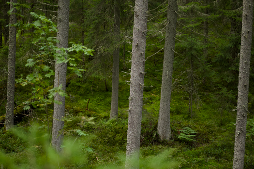 Dense forest scene with green foliage and tall evergreen trees, showcasing natural beauty.