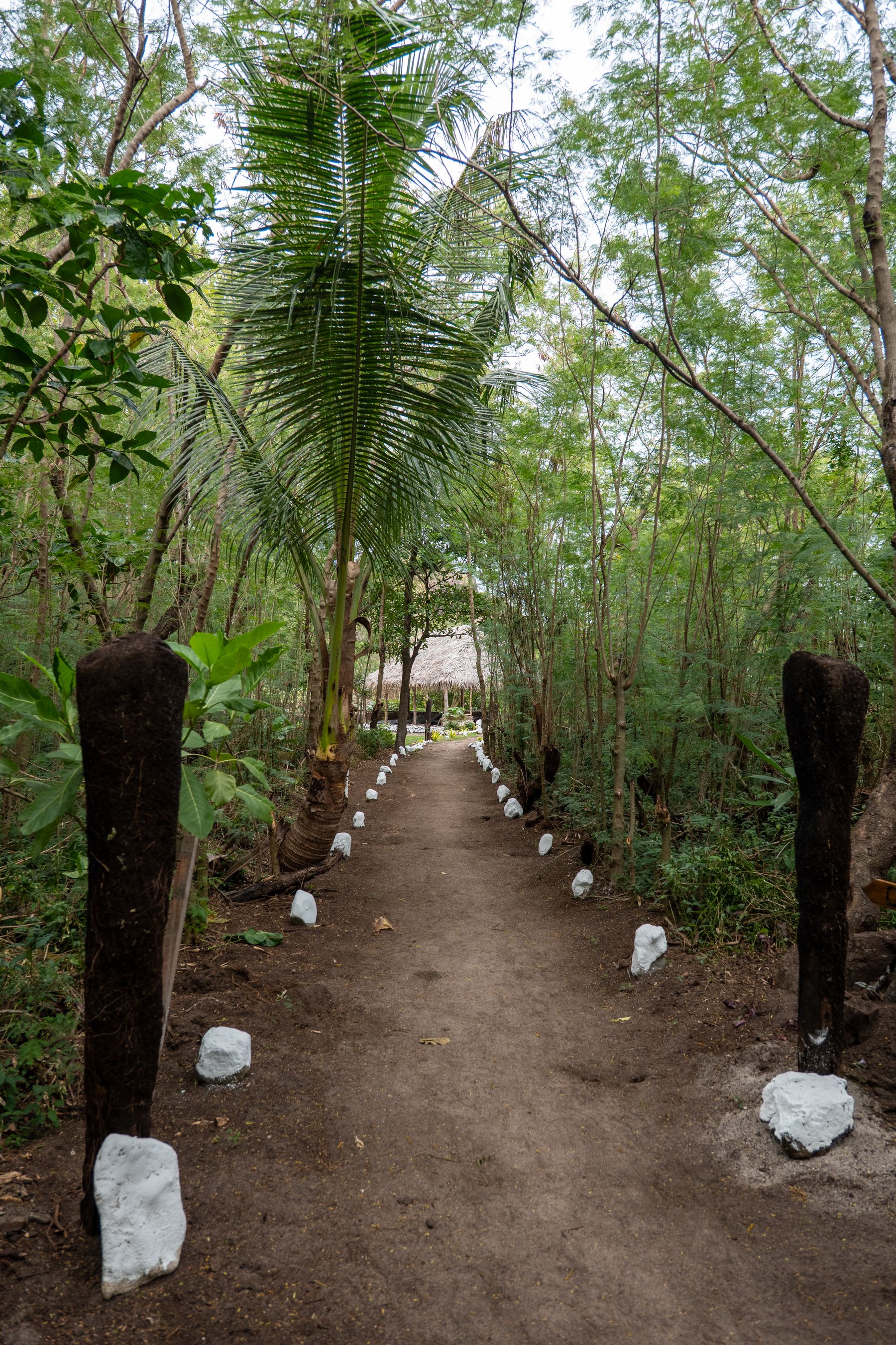 Tropical forest path in Fiji's Yasawa Islands