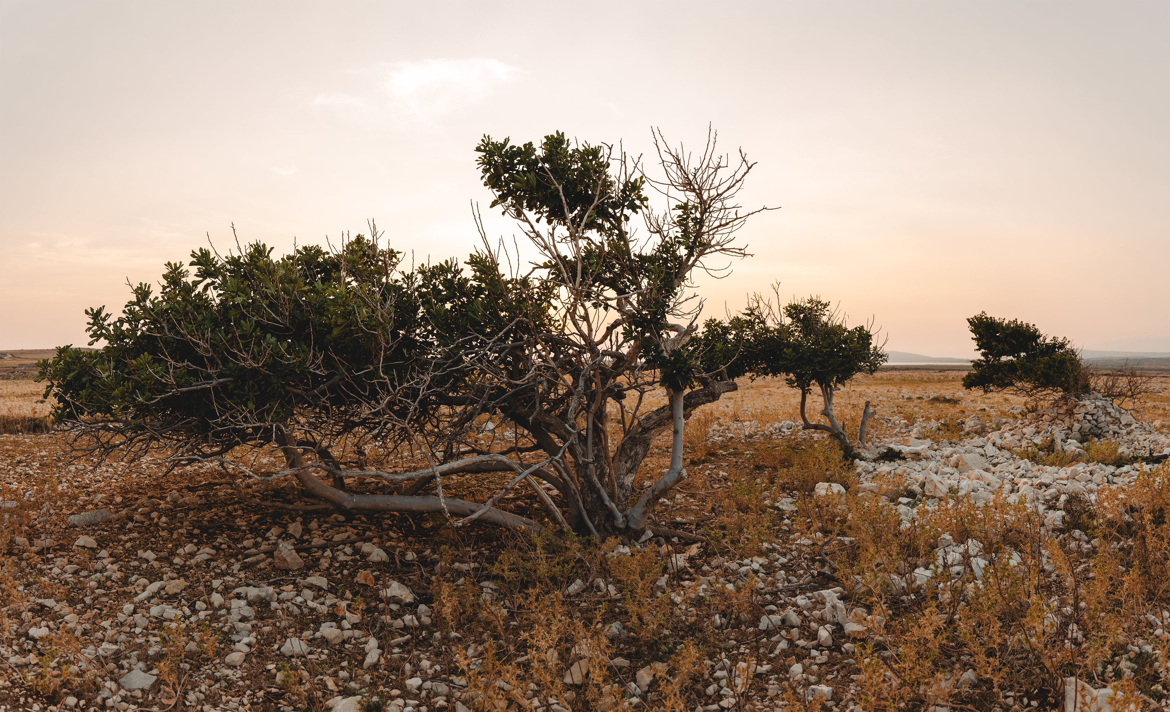 The solitary Tree of Life (Shajarat-al-Hayat) standing in the Bahraini desert