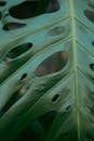 Close-up of Lush Monstera Leaf Showing Natural Texture