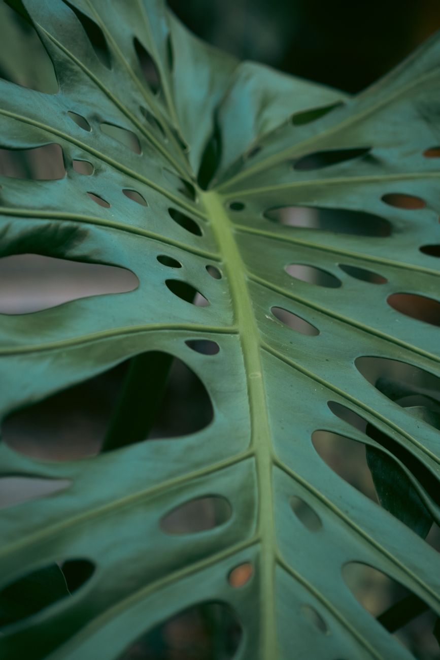 Detailed view of a Monstera Deliciosa leaf highlighting its distinctive holes and texture.. detailed, view, monstera