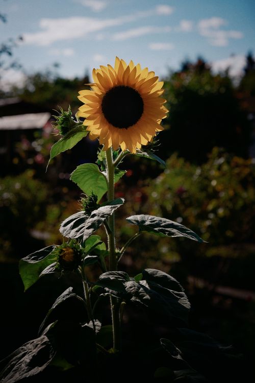 Free A beautiful sunflower stands tall in a vibrant summer garden under a blue sky. Stock Photo