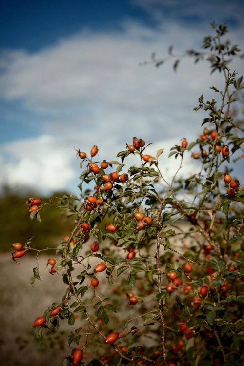 Free A vivid depiction of wild rose hips growing in a natural landscape under a clear blue sky. Stock Photo