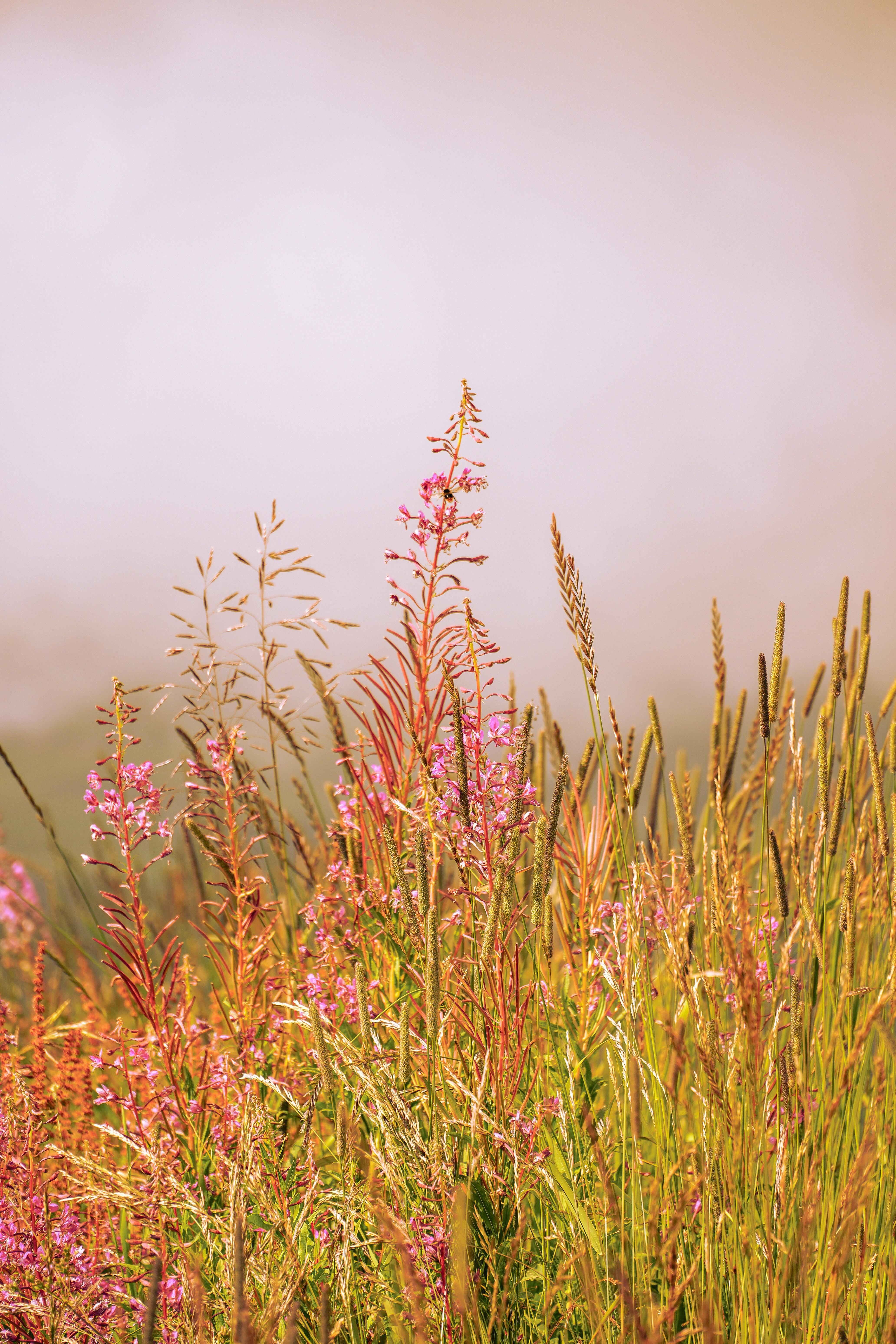 Colorful wildflowers bathed in soft sunlight in a serene meadow setting.