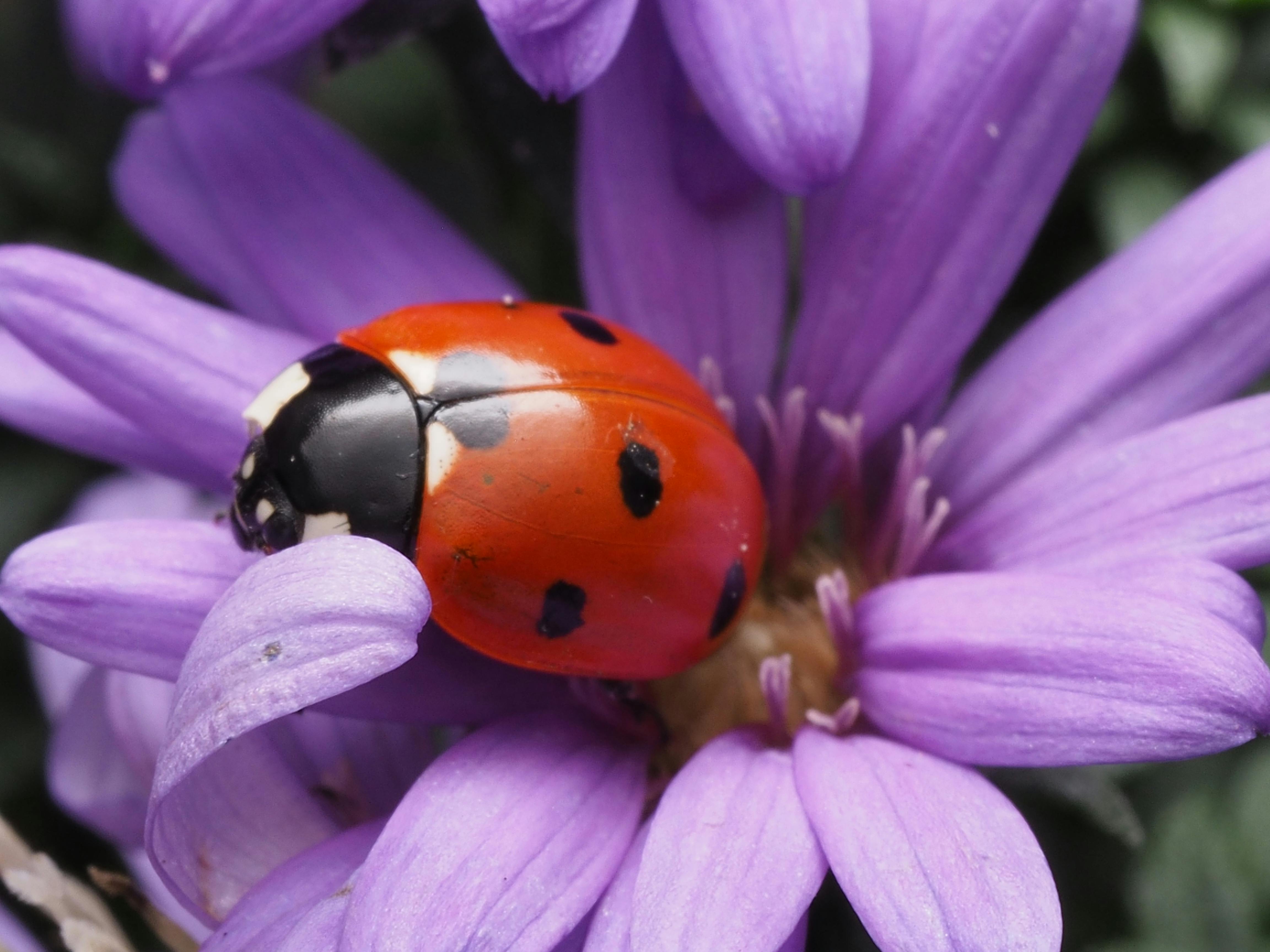 Purple Ladybugs in Hawaii | TikTok, image size:4608x3456