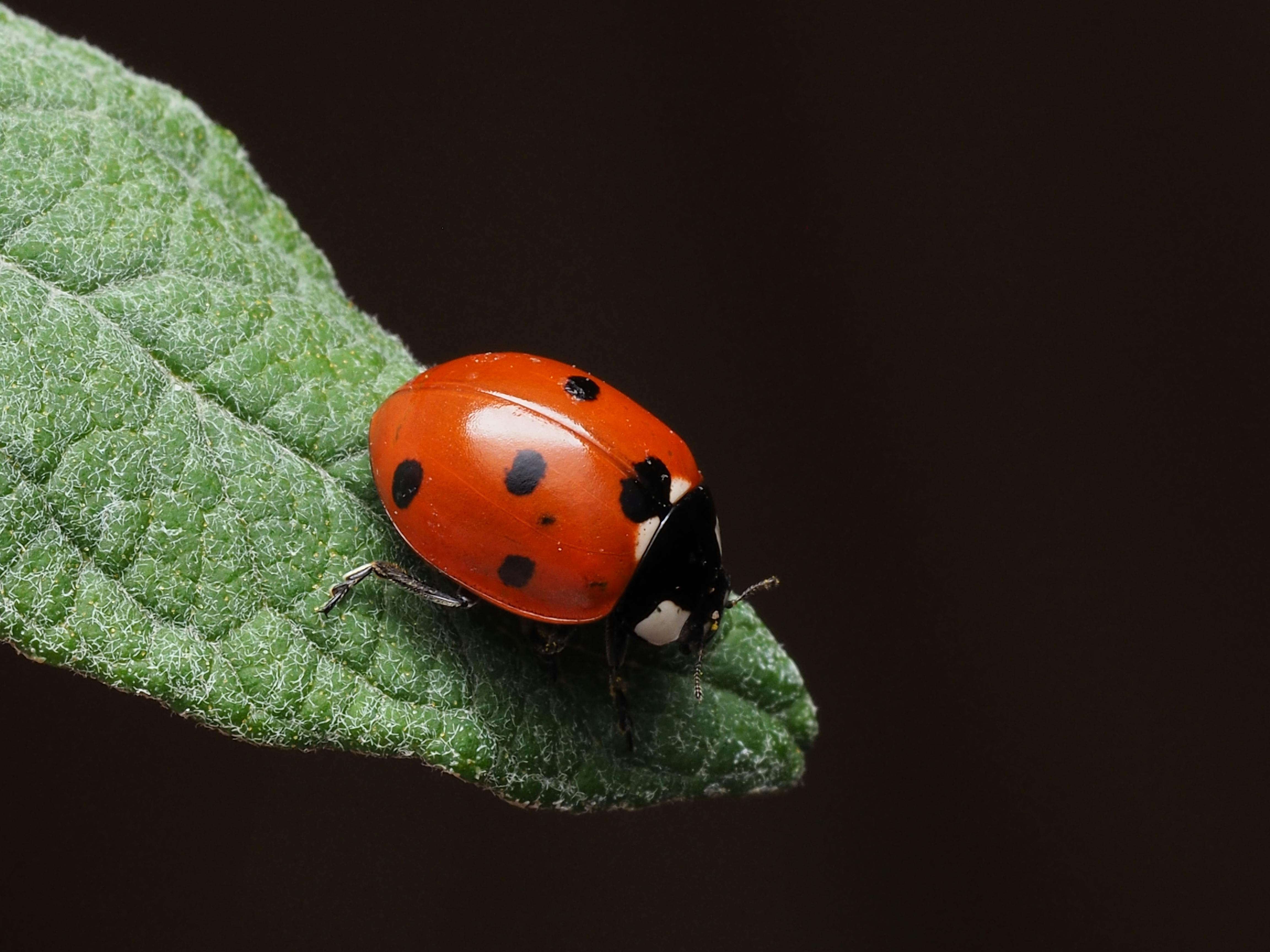 Close-up of a vibrant ladybug perched on a green leaf, showcasing nature's intricate beauty.