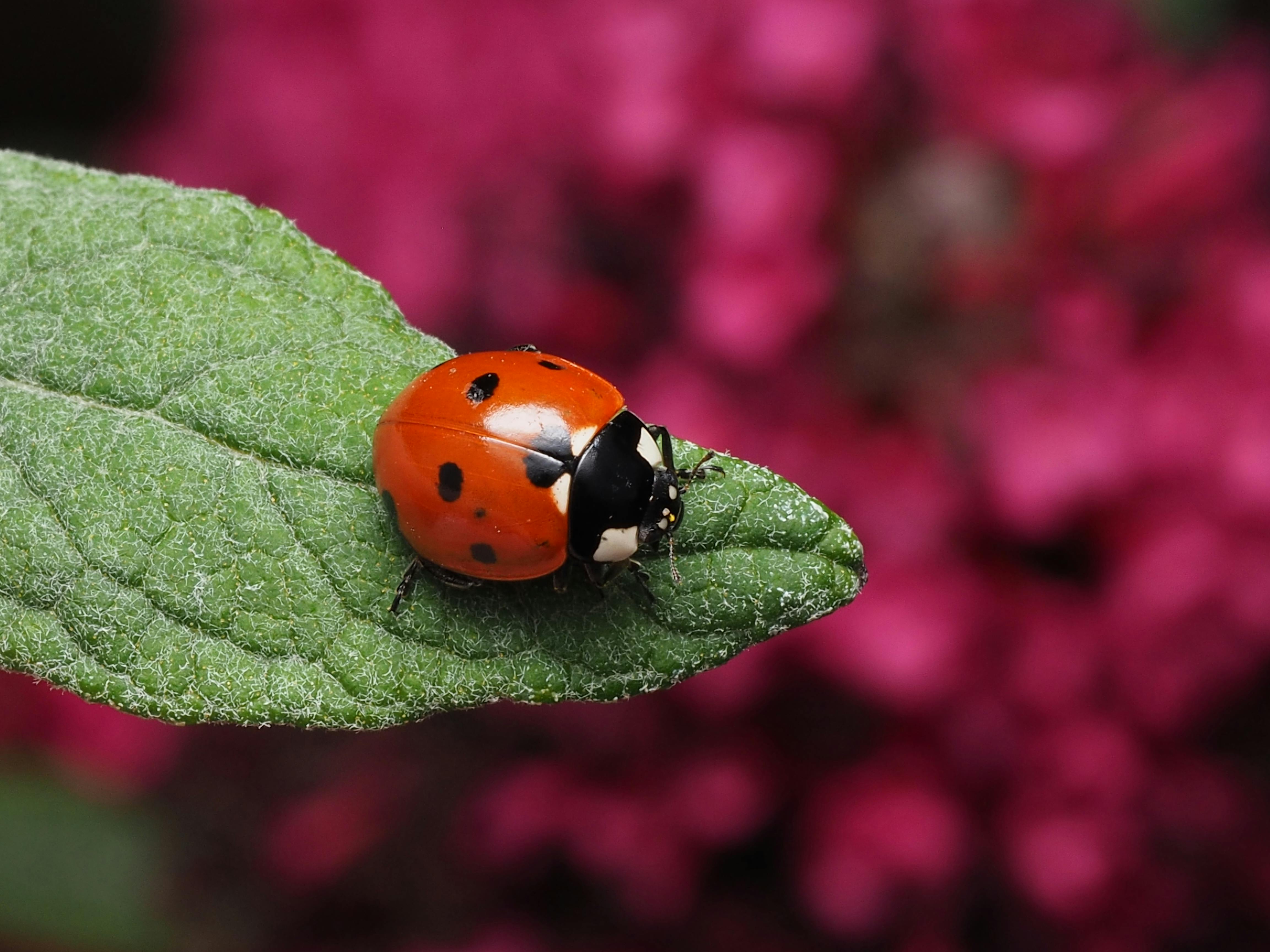 Detailed macro shot of a red ladybug on a green leaf with a vibrant pink background.