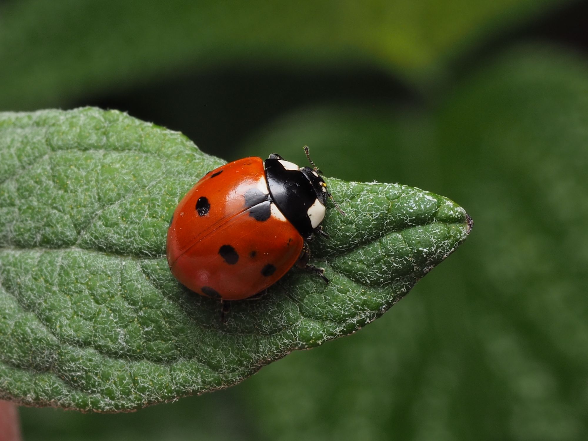 Ladybug In Real Life Edit in Canva