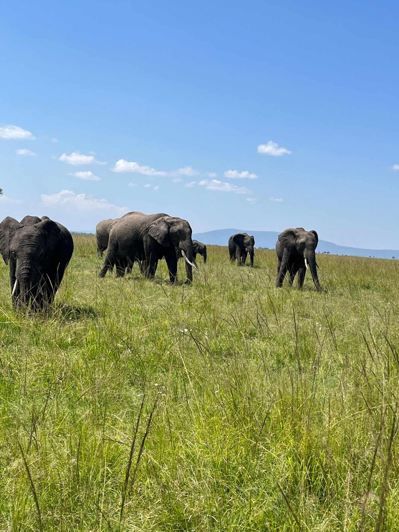 Elephant and Kilimanjaro Amboseli