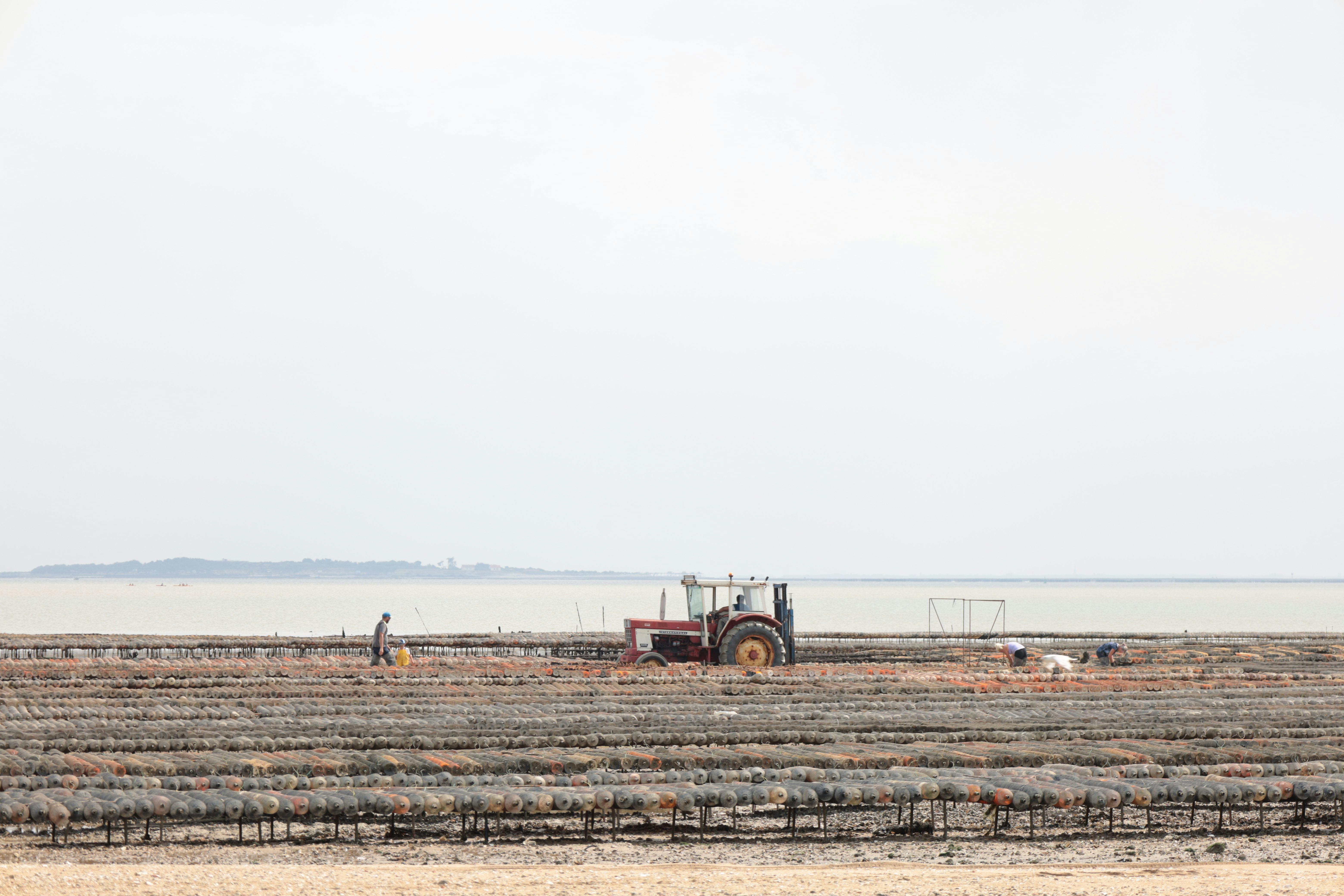 Oyster farming scene with a tractor and farmers working by the coast in Fouras, France.