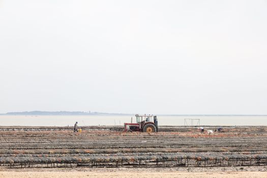 Arcachon oysters and Dune du Pilat — Bordeaux