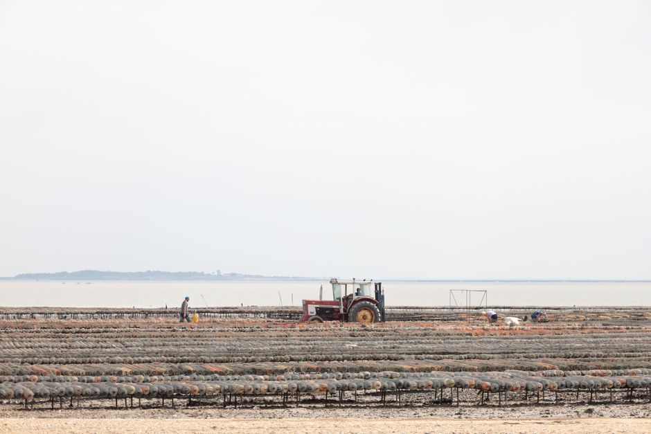 P.E.I. Oyster Industry Faces Wipeout as Two Diseases Drive Near-Total Die-Off