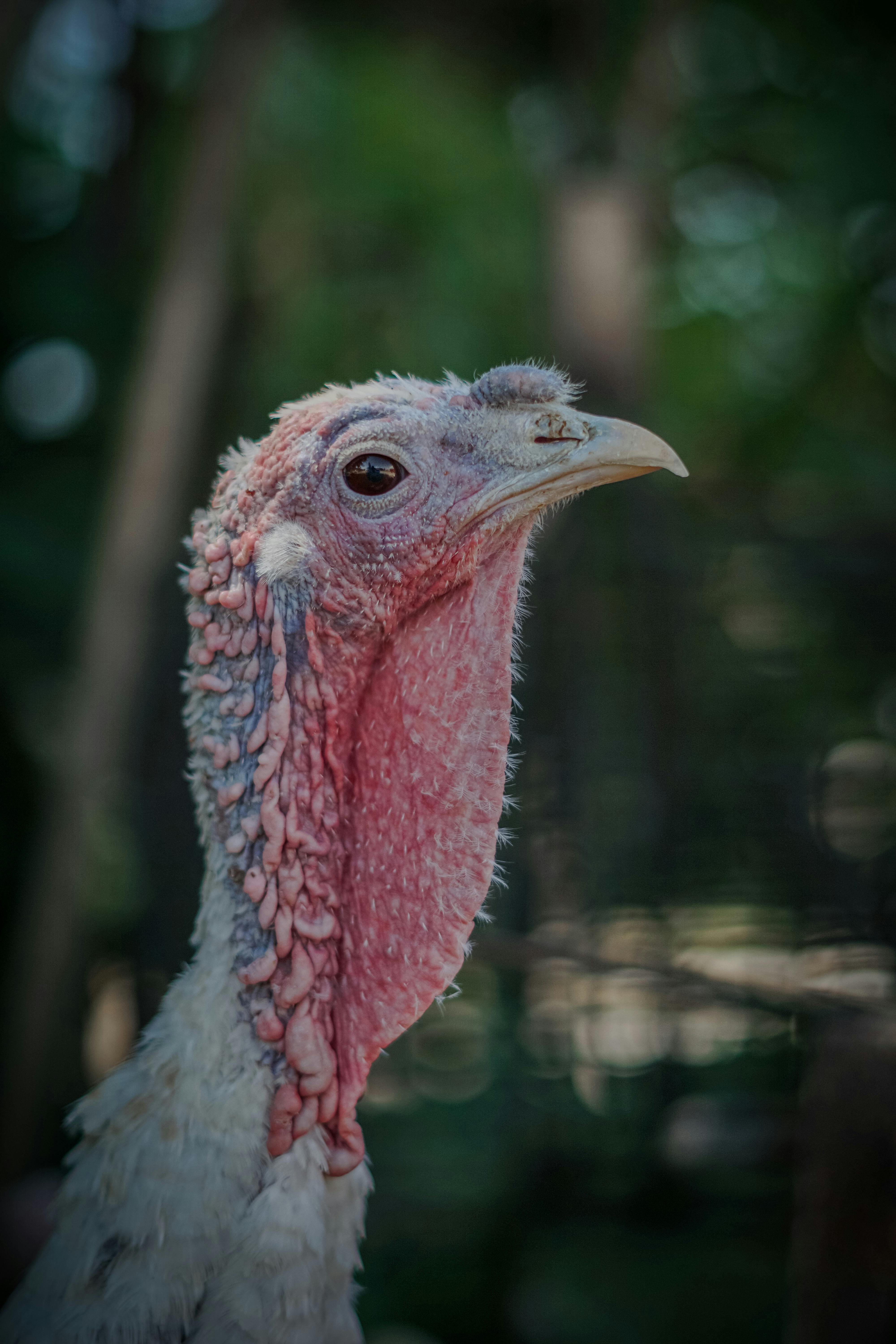 Detailed image of a domestic turkey with a natural background, showcasing its features.