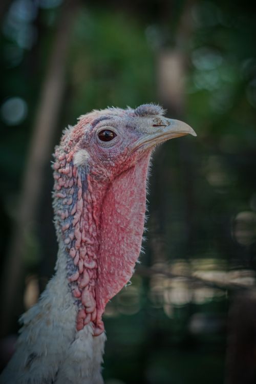 Free Detailed image of a domestic turkey with a natural background, showcasing its features. Stock Photo
