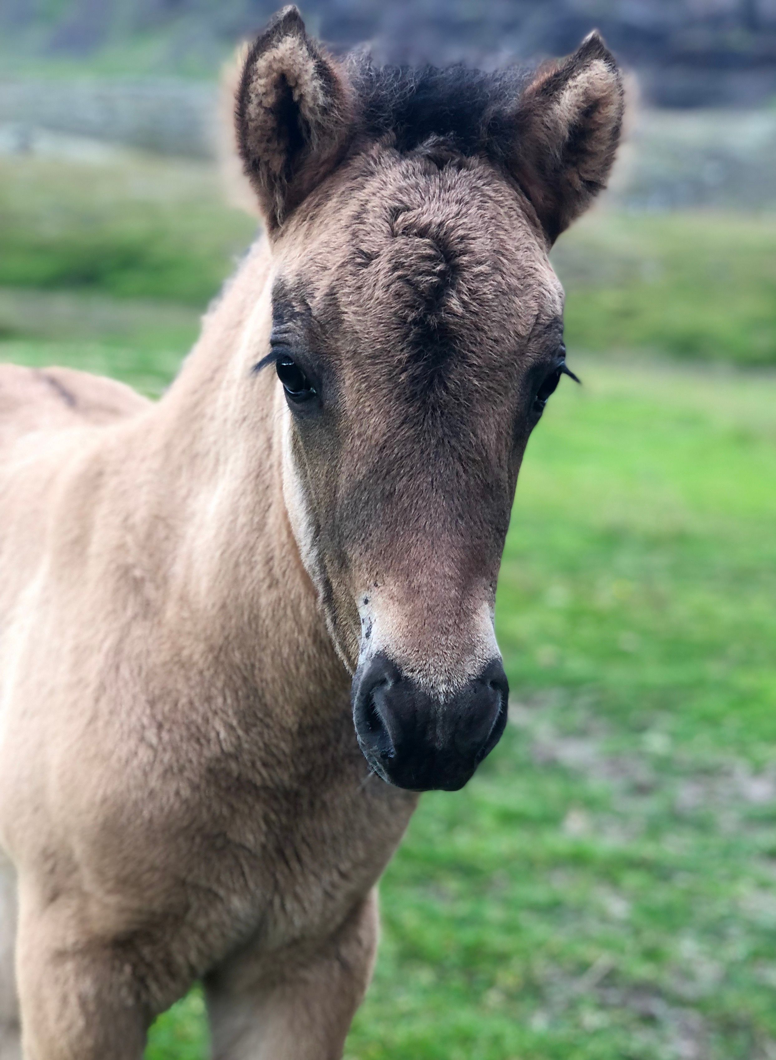 Close-up of a foal standing in a lush green field, showcasing its soft fur and gentle demeanor.