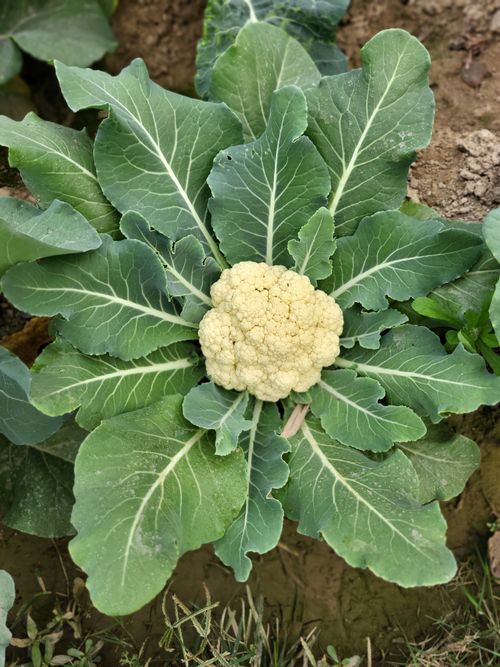 Free Vibrant cauliflower plant growing in Kolkata garden during daytime. Stock Photo
