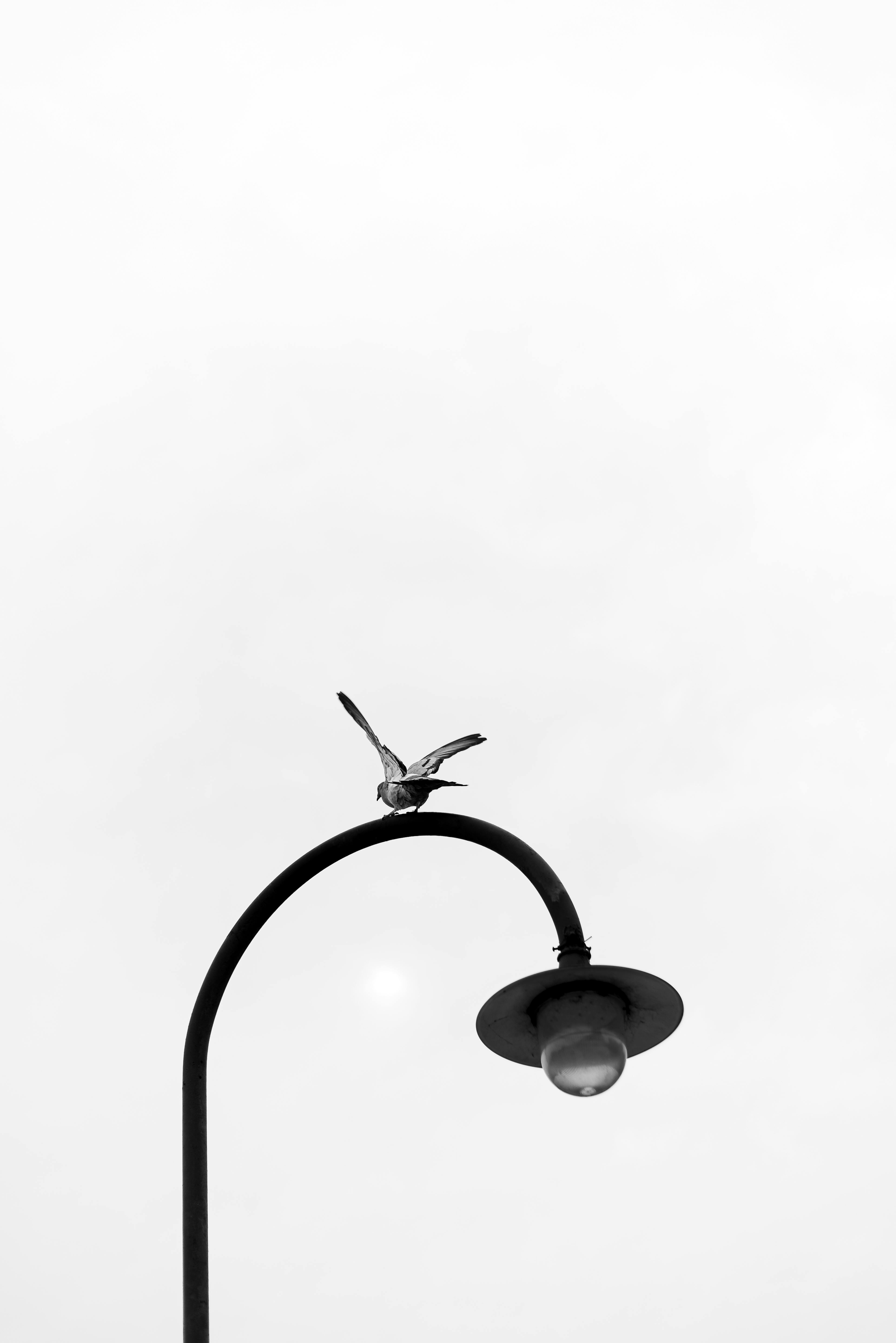 grátis Foto profissional grátis de abstrair, América do Sul, animais selvagens urbanos Foto profissional