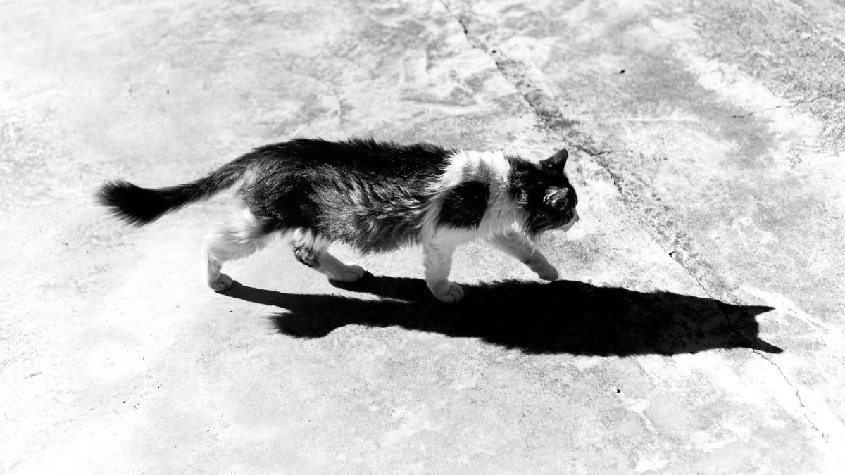 A Black Cat Walking · Free Stock Photo