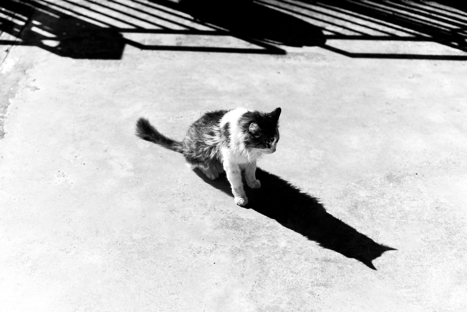 A Black Cat Walking · Free Stock Photo
