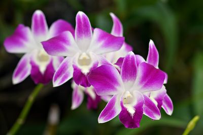 Orquidea
