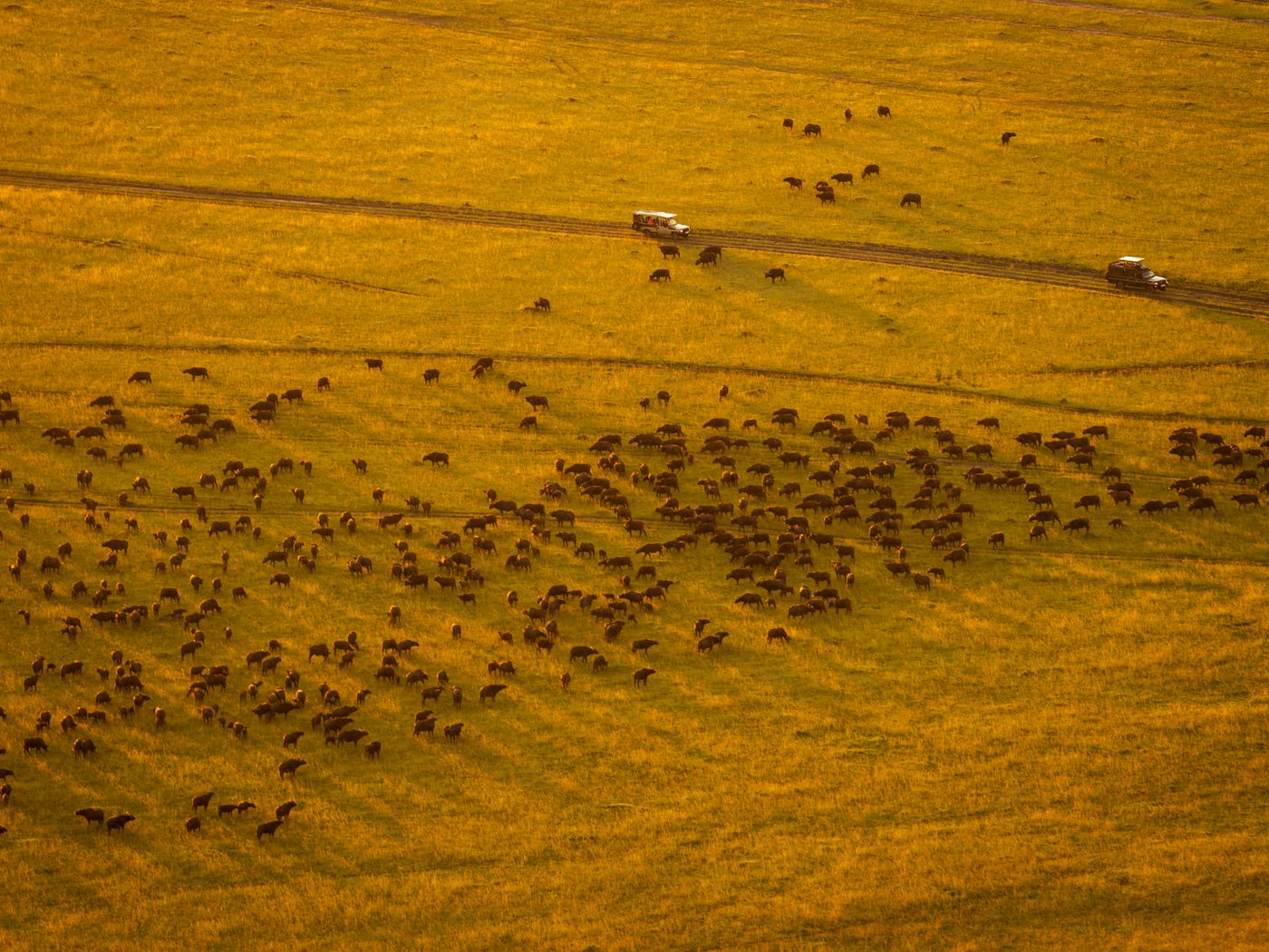 Wildebeest migration at golden hour, Maasai Mara