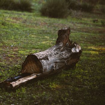 Injury Impact Log