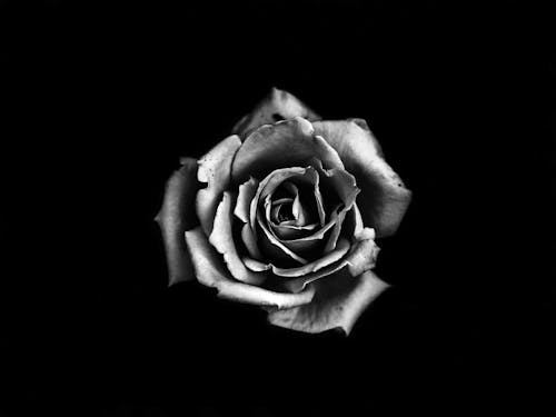 1000+ Great Black Roses Photos Pexels · Free Stock Photos