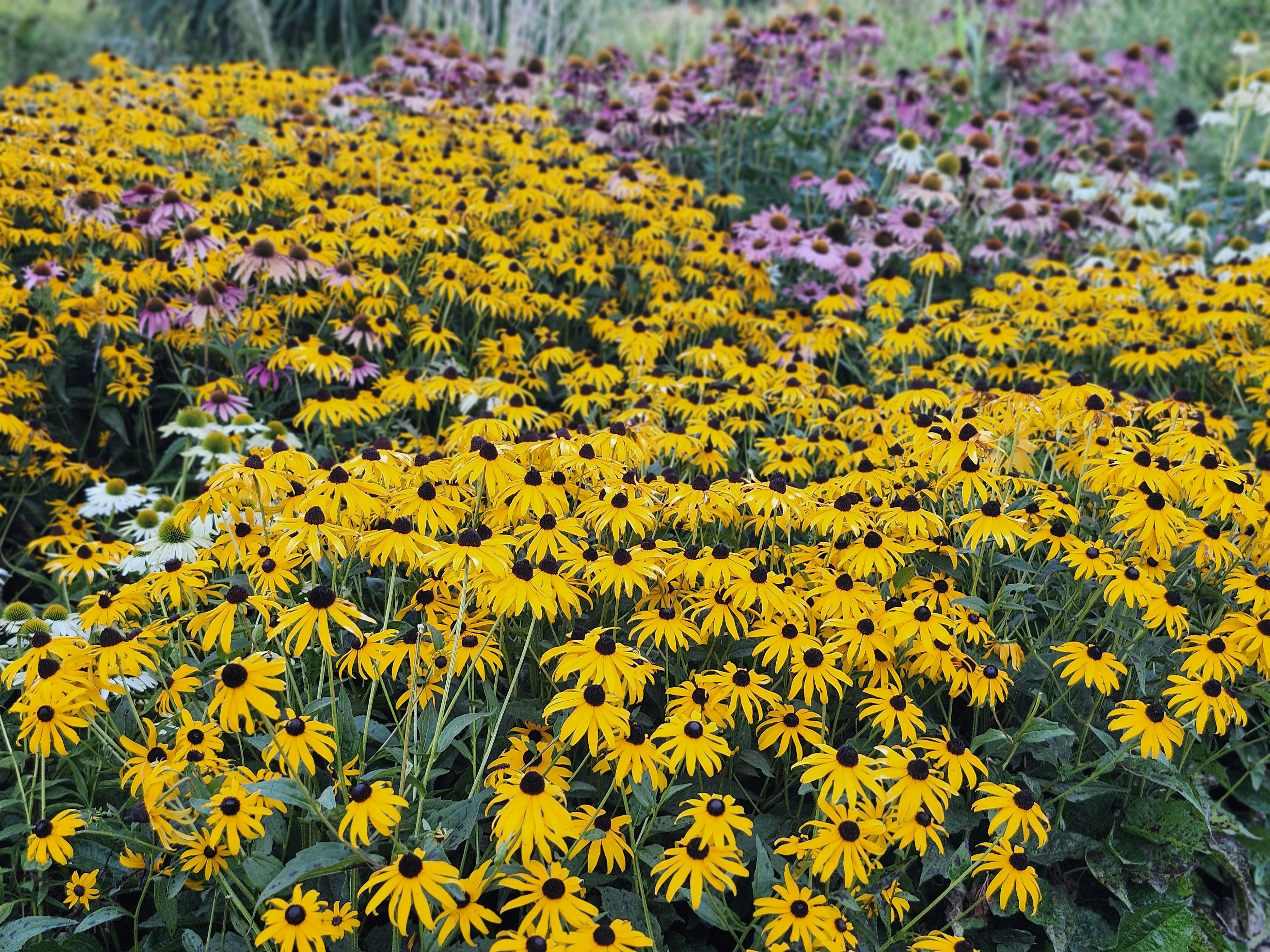 9 Summer Gardening Shortcuts That Actually Work — Photo by Alex Ohan on Pexels