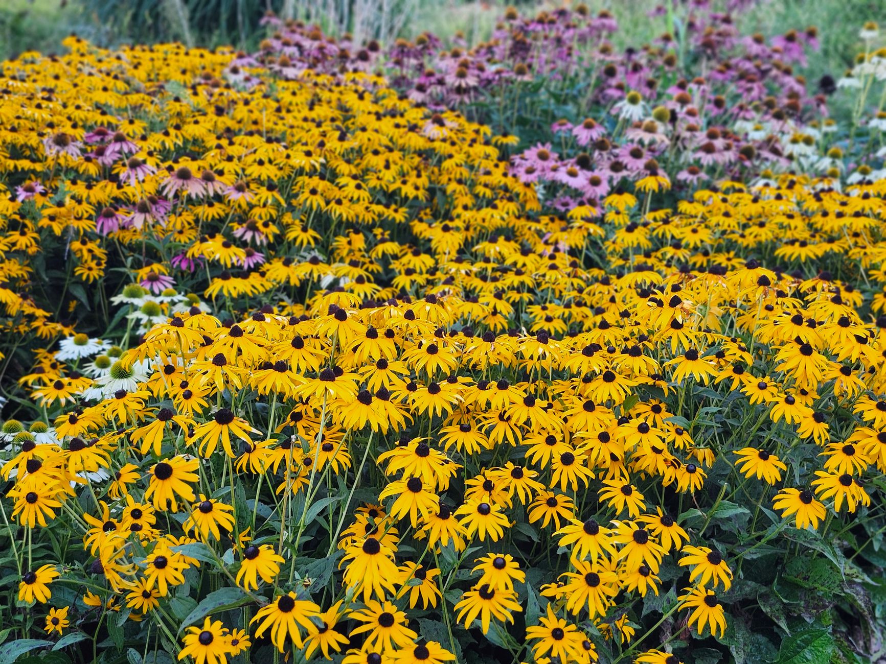 Black-eyed Susans and coneflowers forming a dense sunny summer planting