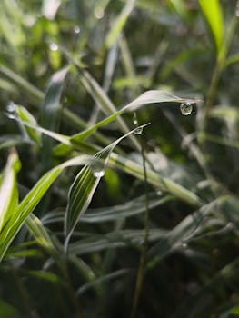 Dew droplets delicately resting on fresh green grass blades, capturing nature's serene beauty.