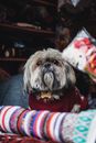 一只可爱的西施犬穿着红色毛衣，坐在室内，身上还有彩色纺织品