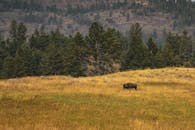 在茂密森林接壤的郁郁葱葱草原上，一头孤独的野牛正和平地放牧，这场景十分迷人