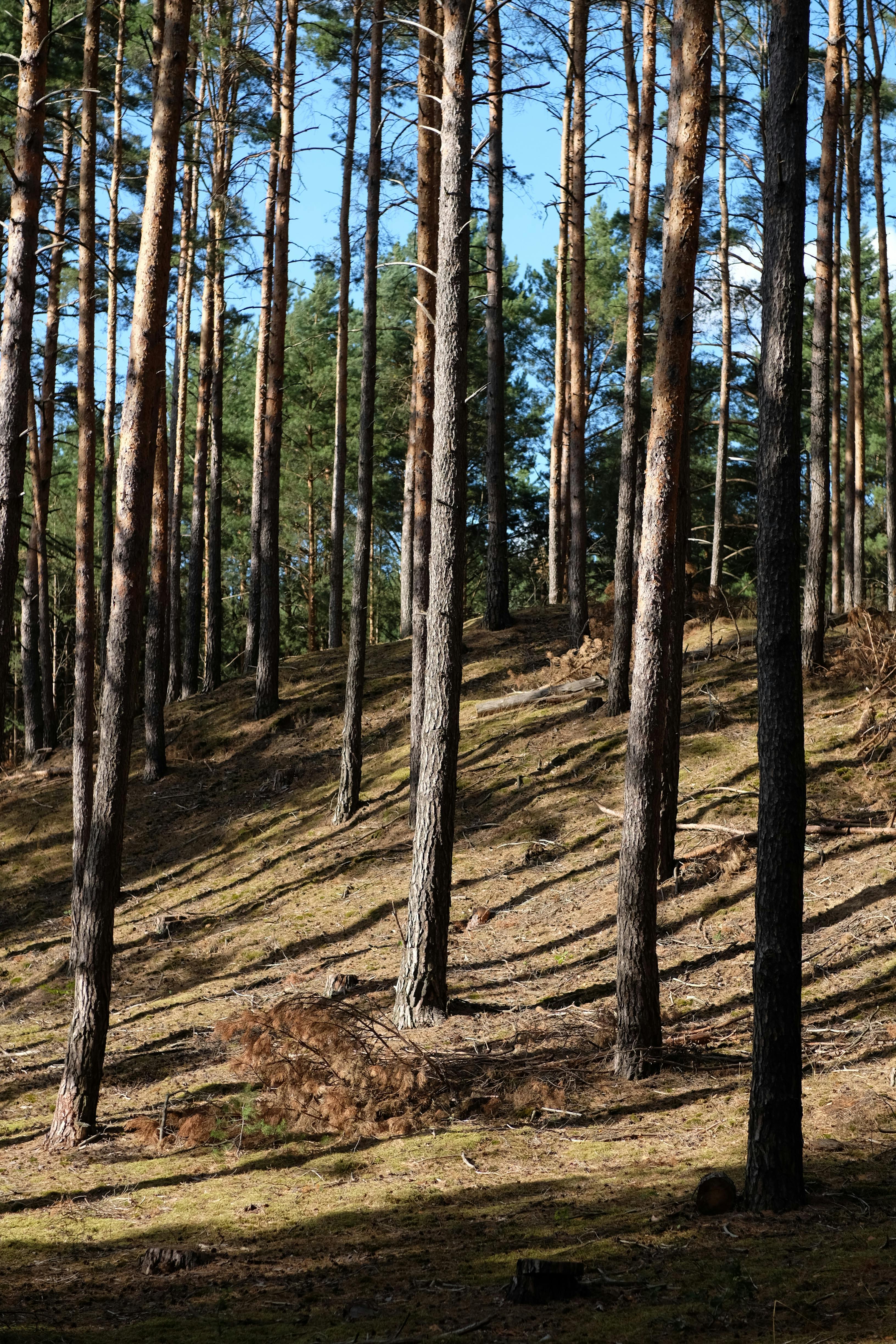 國際清潔空氣日 新北植樹計畫共創健康城市