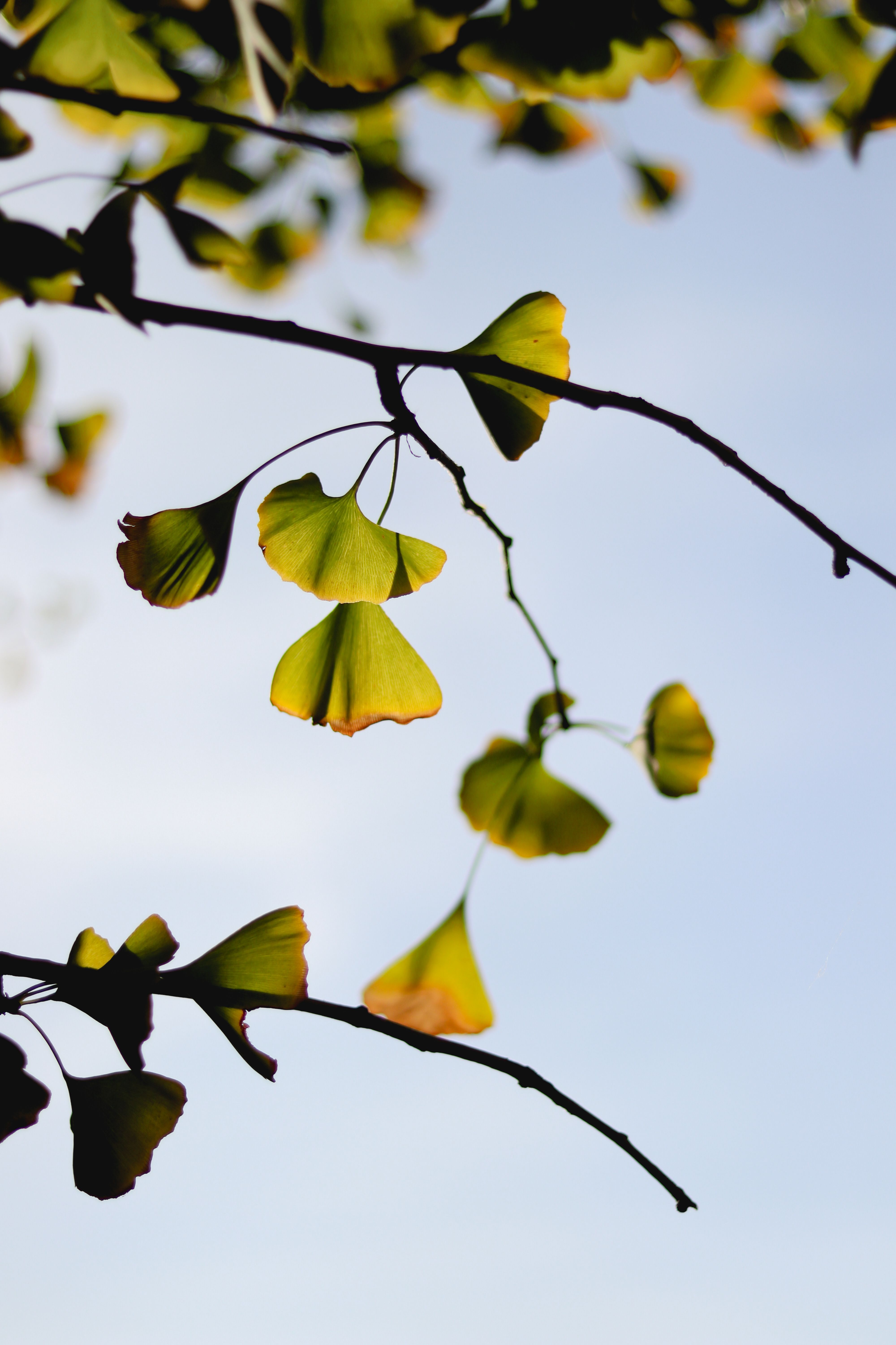 Elegant Gingko Leaves Against Clear Sky · Free Stock Photo