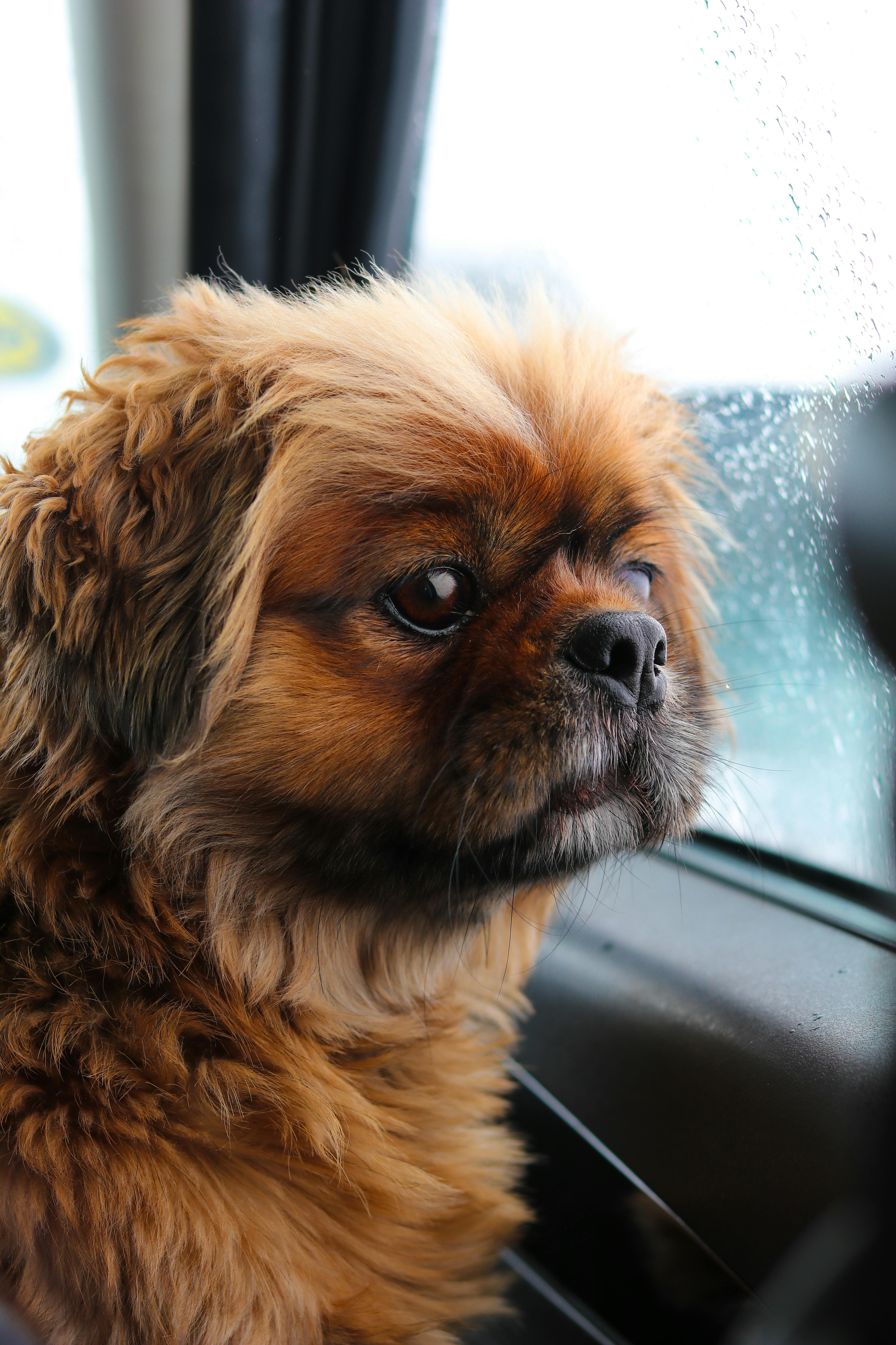 Why Do Dogs Have Wet Noses? Discover The Fascinating Truth! 6 Why Do Puppies Have Wet Noses? The Fascinating Developmental Journey