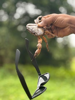 Close-up of a hand holding a crab with sunglasses, outdoors in Mudugere, India.