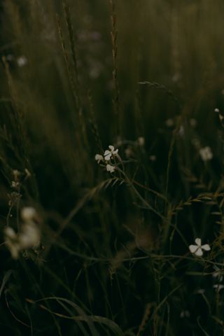 Wildflowers in a dimly lit meadow by Alexander Mass on Pexels